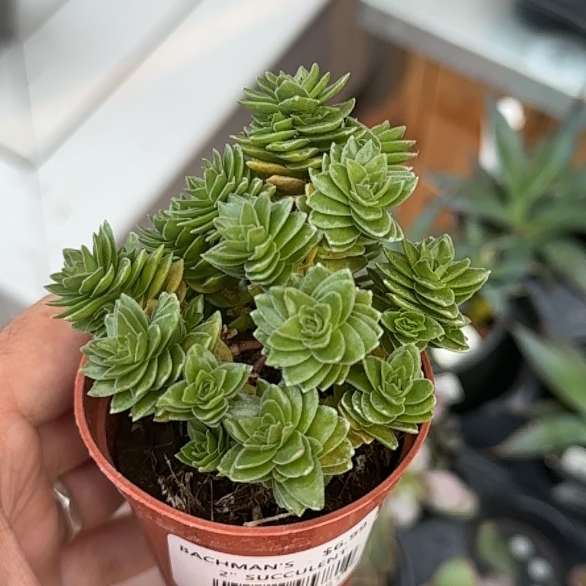 Photo of the plant species Green Pagoda by @LovelyAnahaw96 named Captain Plant-it on Greg, the plant care app