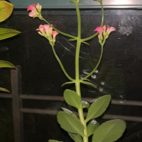 Photo of the plant species Ceylon Spinach by @YesCrabapple37 named Tree Diddy on Greg, the plant care app