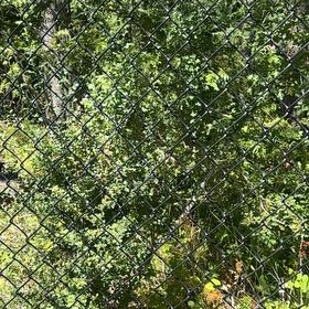 Photo of the plant species Brazilian Peppertree by @AuthenticBarley named Orlando Bloom on Greg, the plant care app