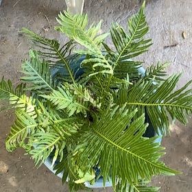 Photo of the plant species Southern Polypody by @JackieD named Kendall on Greg, the plant care app