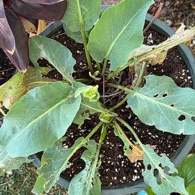 Photo of the plant species Yerba Mansa by @JackieD named Doja Cat on Greg, the plant care app