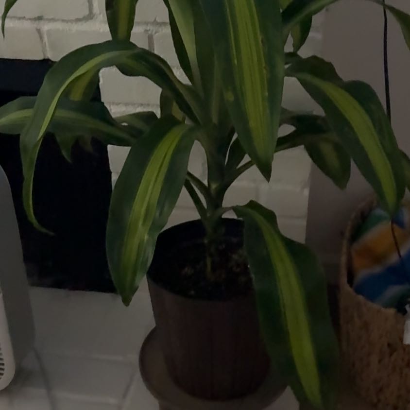 Photo of the plant species Corn Plant by @FreeCassava38 named Elle on Greg, the plant care app