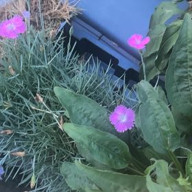 Photo of the plant species Rose Campion by @JollyHorminum81 named Fernie Mercury on Greg, the plant care app