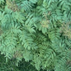Photo of the plant species False Spiraea by @JollyHorminum81 named Emerson on Greg, the plant care app