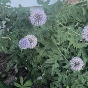 Photo of the plant species Canada Thistle by @JollyHorminum81 named Austen on Greg, the plant care app