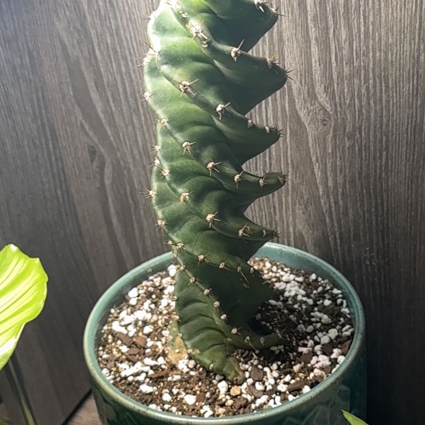 Photo of the plant species Spiral Cactus by @JollyHorminum81 named Rosa on Greg, the plant care app