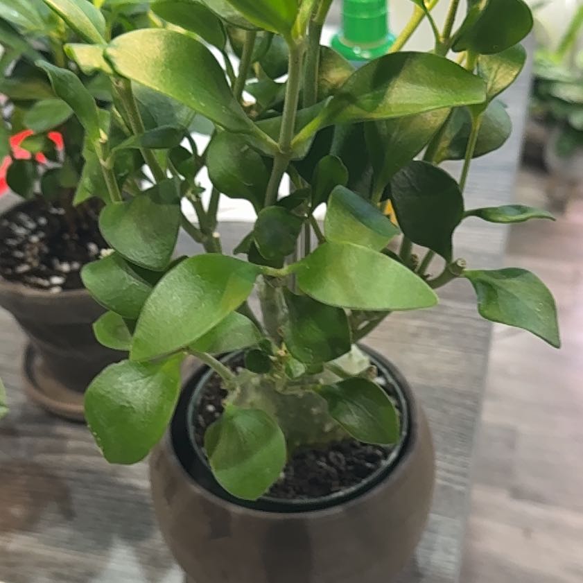 Photo of the plant species Ant plant by @JollyHorminum81 named Sage on Greg, the plant care app
