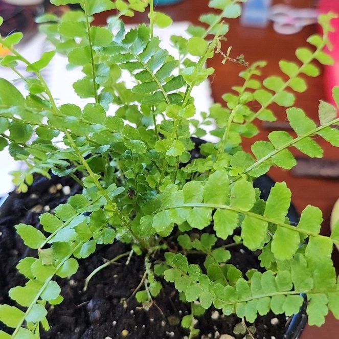 Photo of the plant species Green Spleenwort by @GuruHeather93 named Zerg on Greg, the plant care app