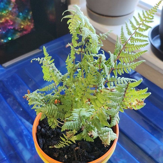 Photo of the plant species Japanese Painted Fern by @GuruHeather93 named Benny on Greg, the plant care app