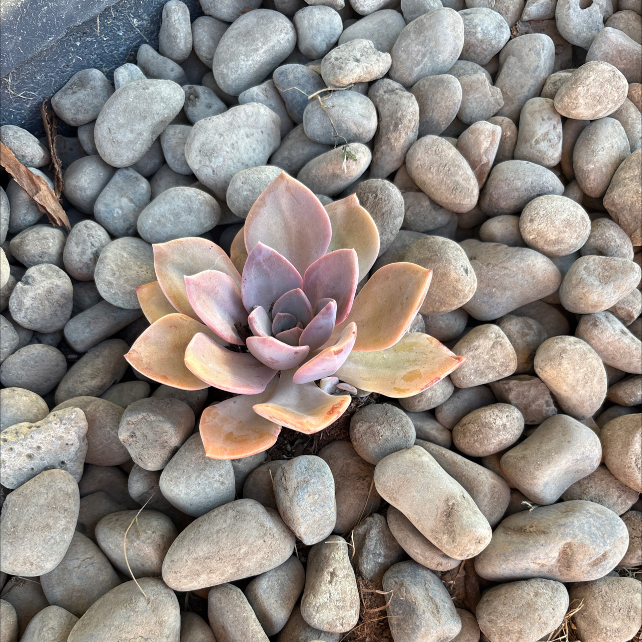 Photo of the plant species Graptoveria 'Jacaranda' by @DeanEmerald19 named Sir Plancelot on Greg, the plant care app