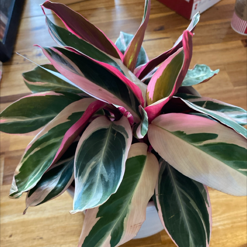 Stromanthe sanguinea 'Tricolor' plant with vibrant variegated leaves in a pot.