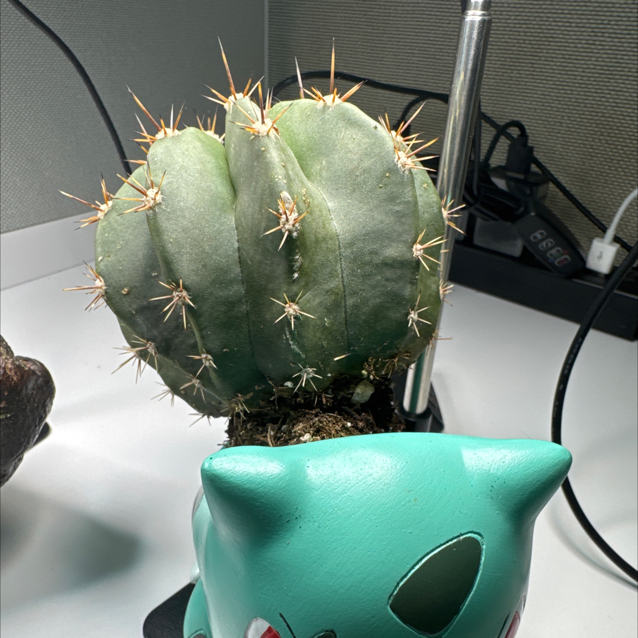 Photo of the plant species Assorted Melocactus by @FortunateMoss named Bulbasaur on Greg, the plant care app