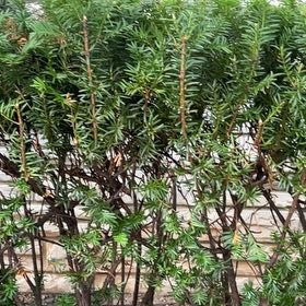 Photo of the plant species Japanese Yew by @ElatedOrpine22 named Messi on Greg, the plant care app