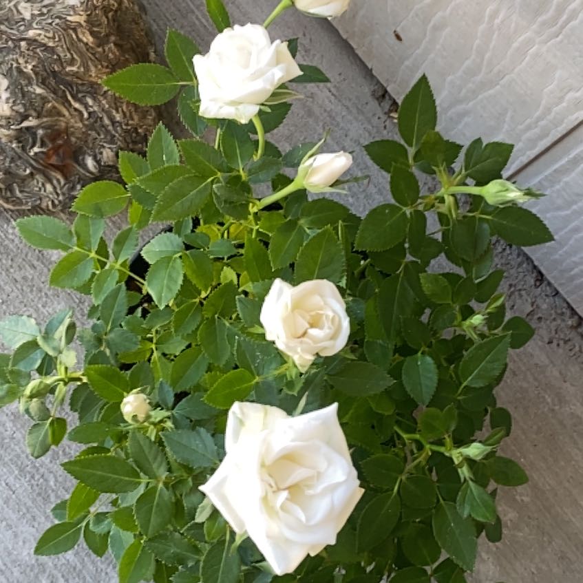 Photo of the plant species China Rose 'White Beauty' by @AlluringChisme8 named Elina on Greg, the plant care app