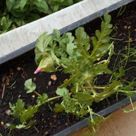 Photo of the plant species Flower of an Hour by @AlluringChisme8 named Huckleberry Fern on Greg, the plant care app