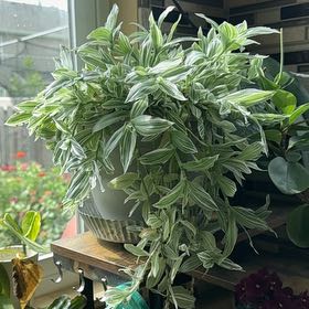 Photo of the plant species Tradescantia 'Green Hill' by @SpeedyRye48 named Maya on Greg, the plant care app