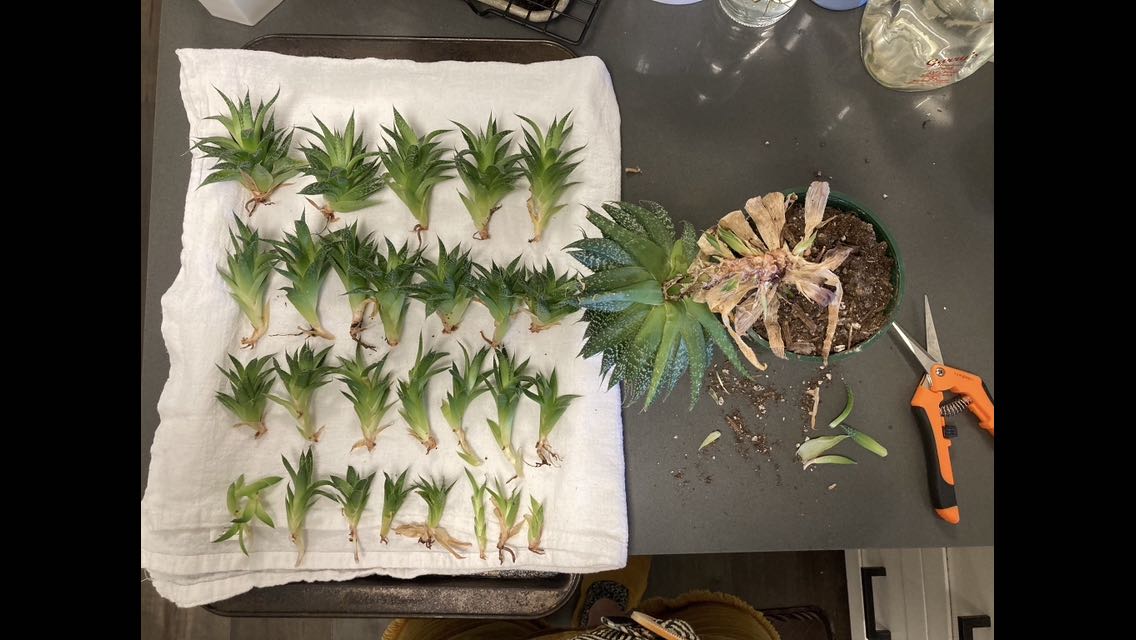 Photo from the post