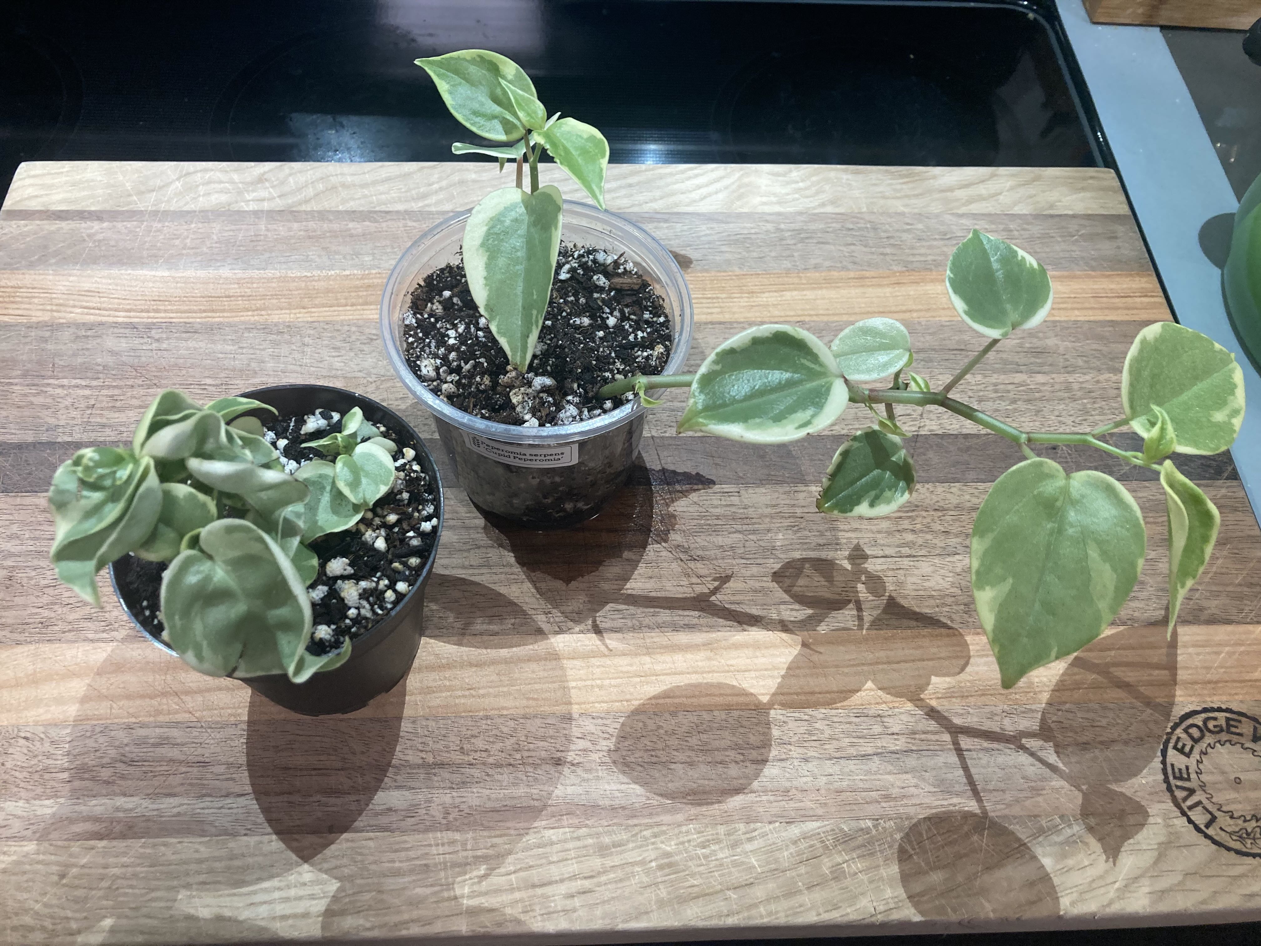 Photo from the post