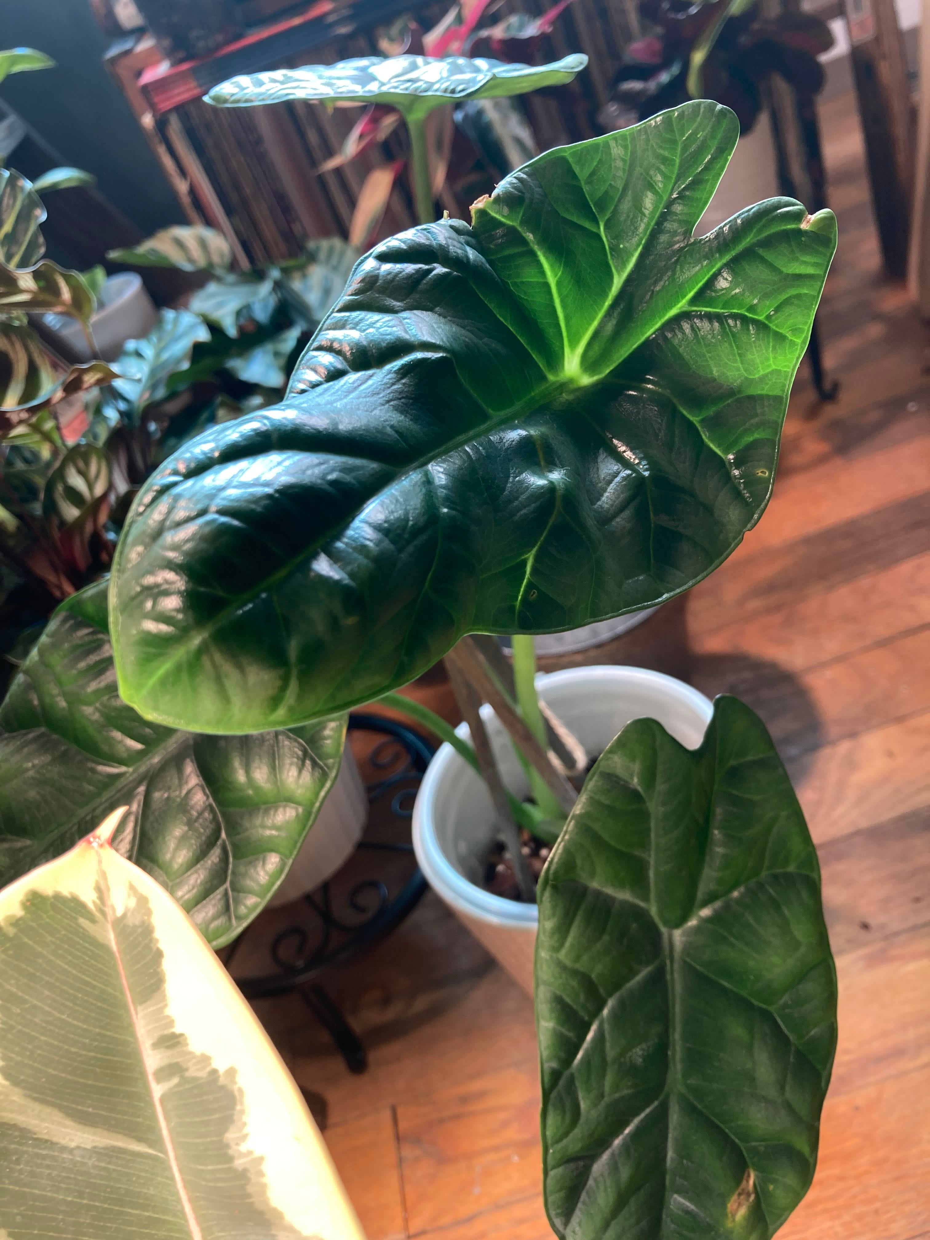 その他観葉植物 Alocasia Maharani Albo var. 🪴Alocasia Maharani Albo ✨ From @floramagnificaau Grown in @the