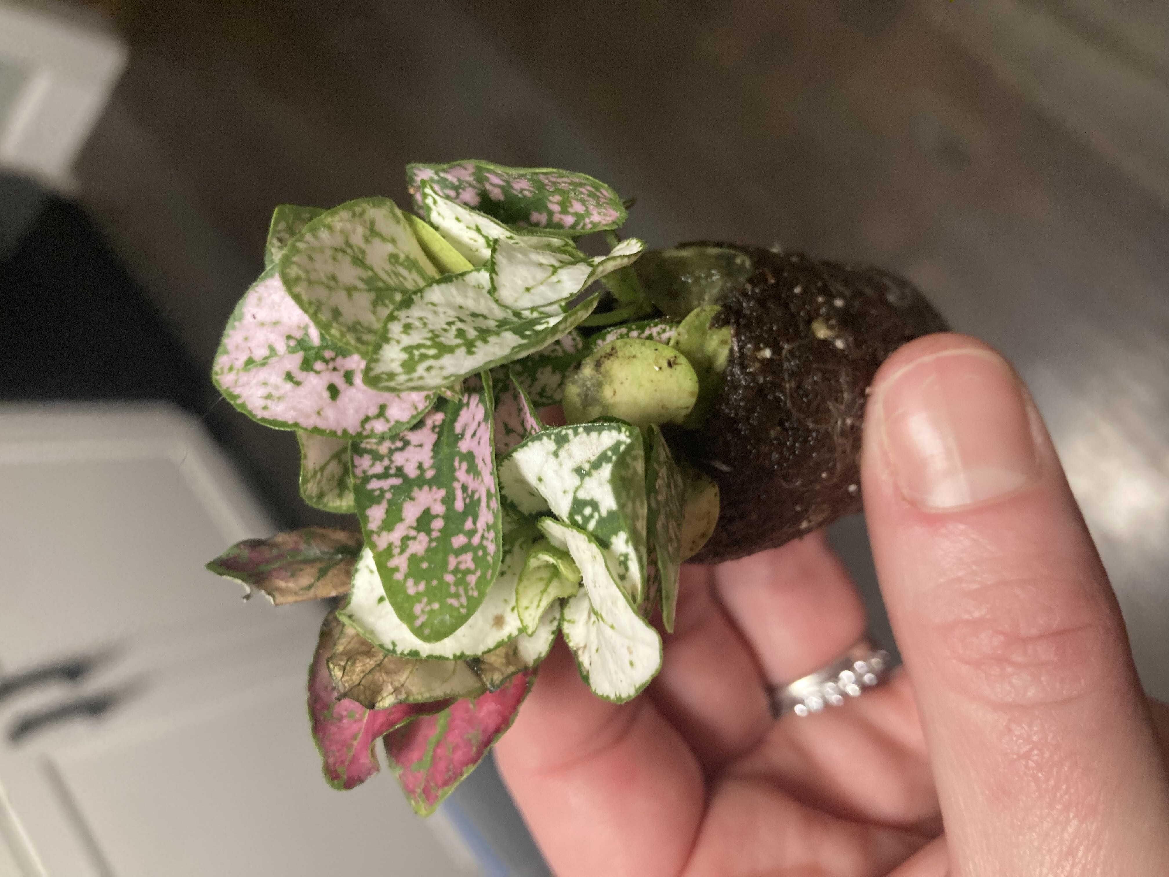 Photo from the post