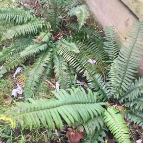 Photo of the plant species Western Swordfern by @DreamMachine named Mando on Greg, the plant care app