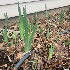 Photo of the plant species Dark Purple Iris by @DreamMachine named Side Purple Irises on Greg, the plant care app