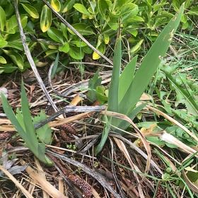 Photo of the plant species Dark Purple Iris by @DreamMachine named Front Purple Iris on Greg, the plant care app