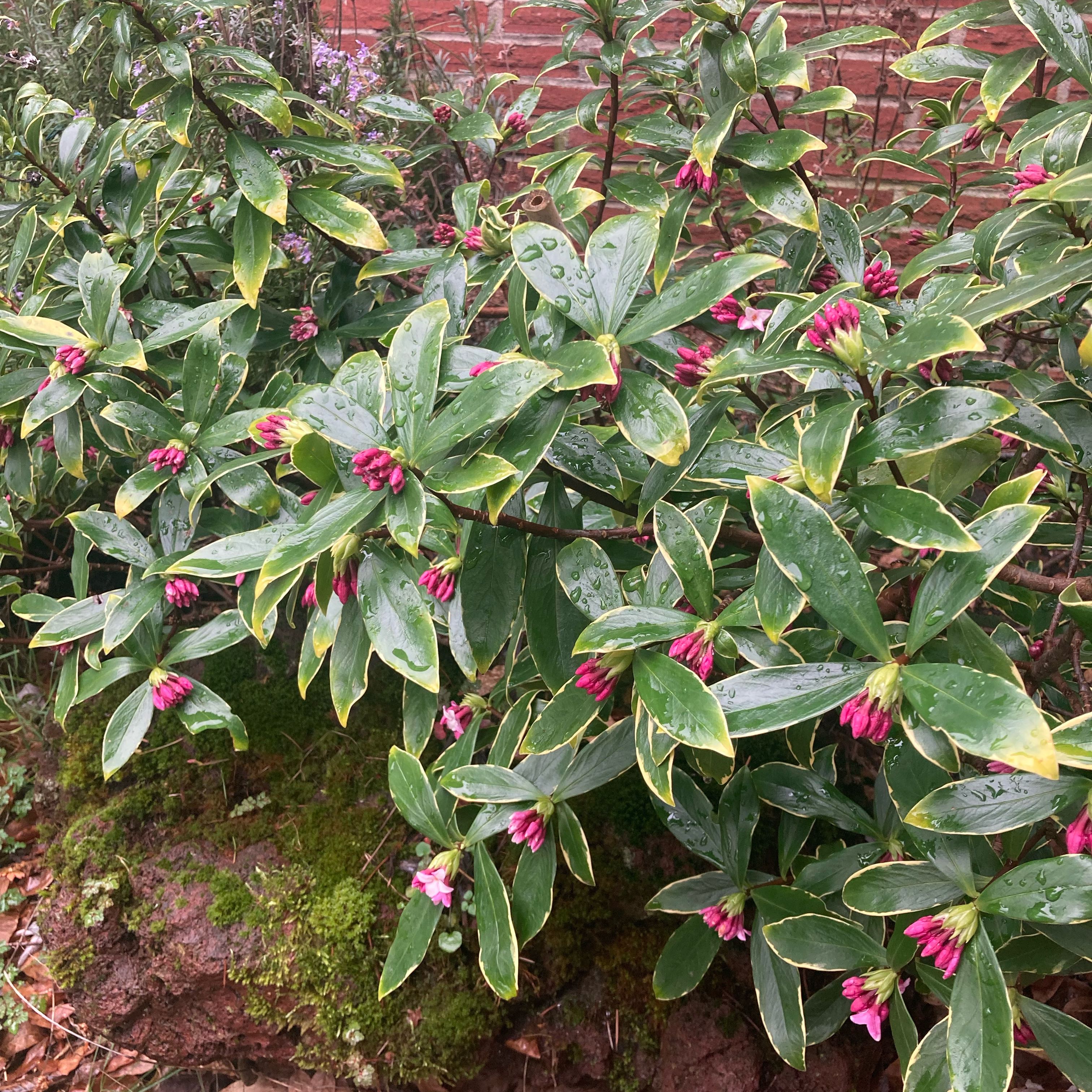 Photo of the plant species Daphne odora by @DreamMachine named Daphne odora on Greg, the plant care app