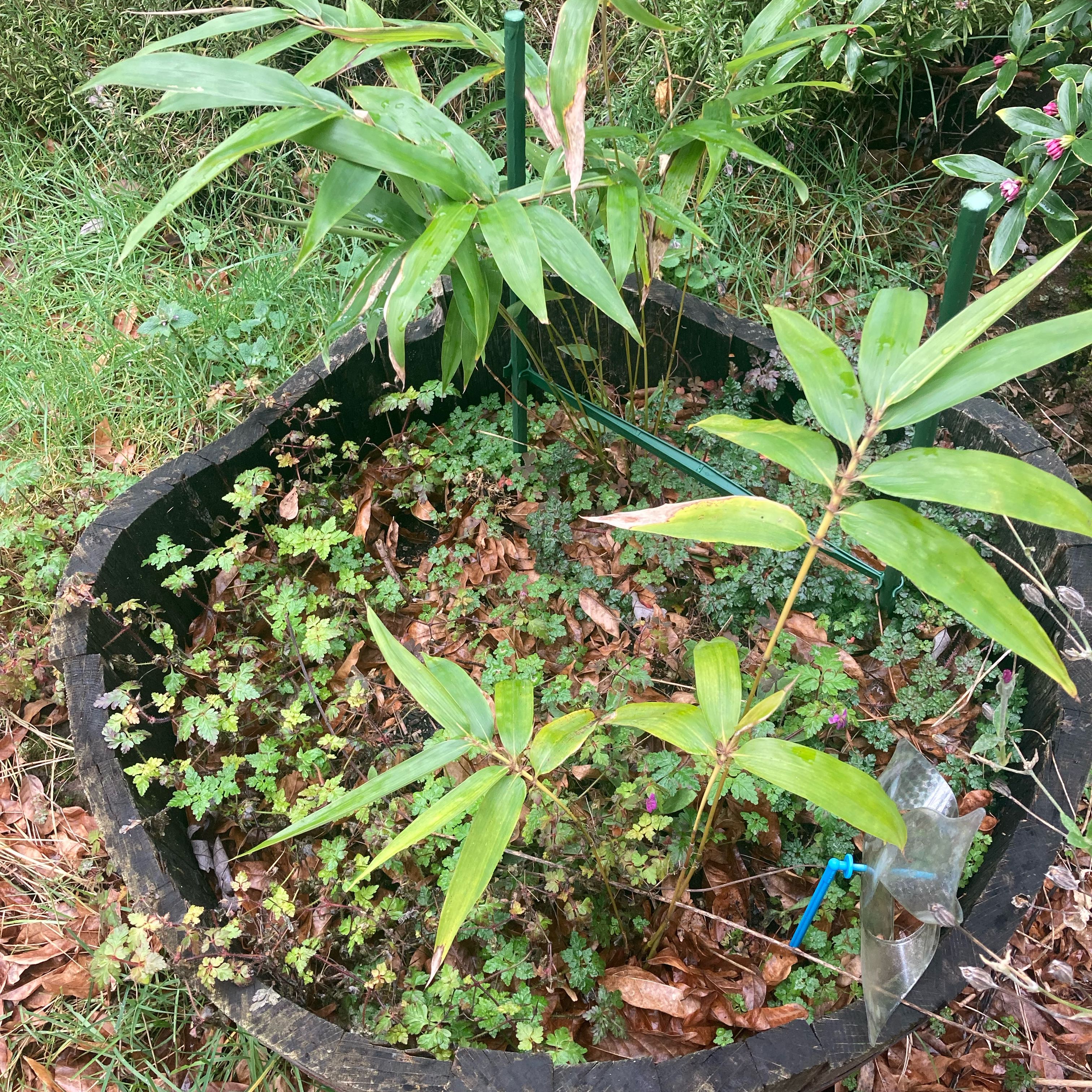 Photo of the plant species Black Bamboo 'Othello' by @DreamMachine named Othello Bamboo on Greg, the plant care app