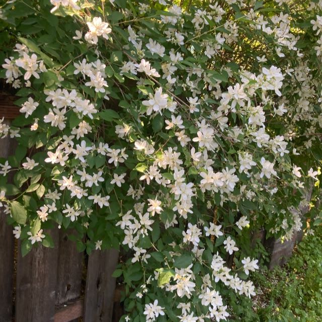 Photo of the plant species Sweet Mock Orange by @DreamMachine named Forrest on Greg, the plant care app