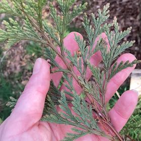 Photo of the plant species Bastard Cedar by @DreamMachine named Hamilton on Greg, the plant care app