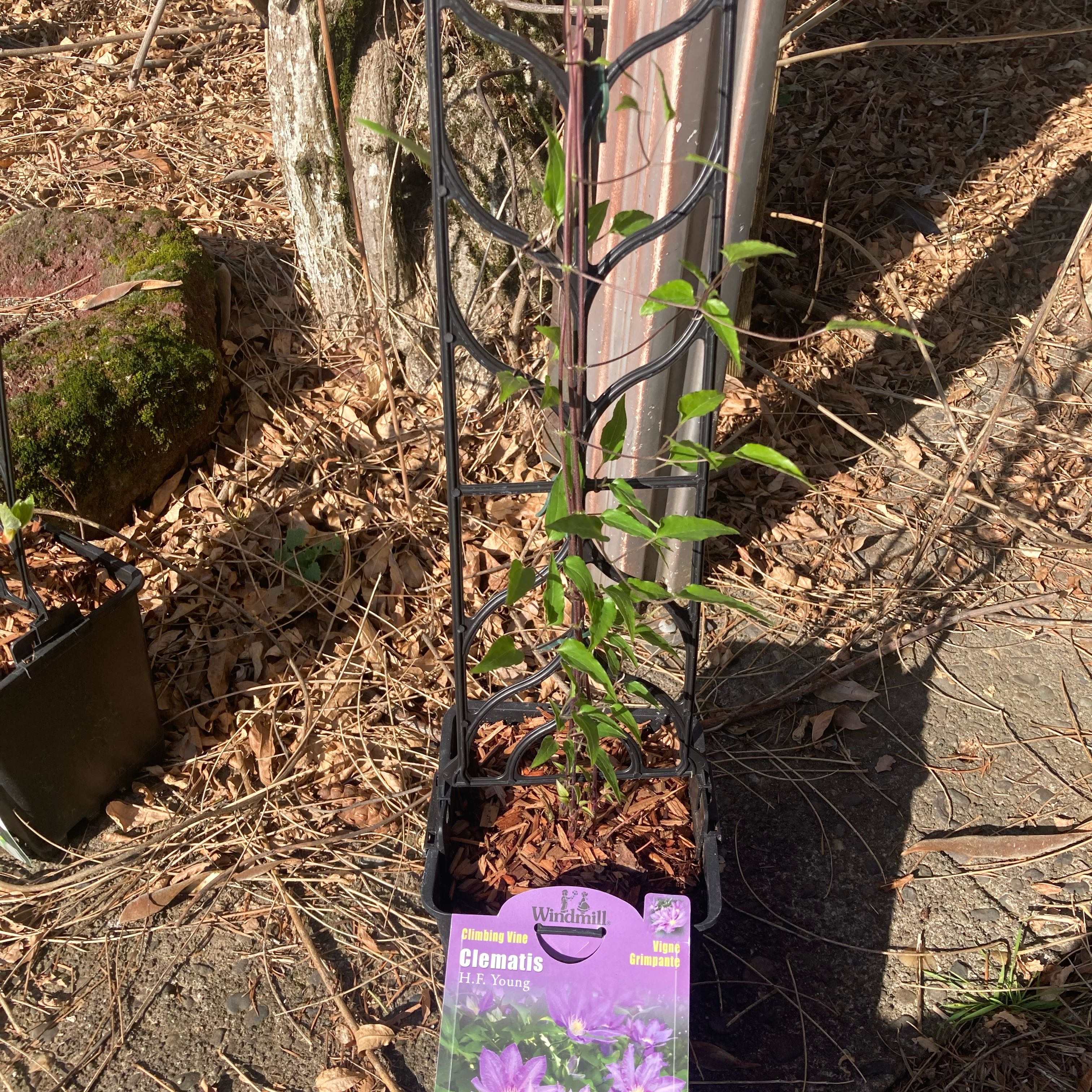 Photo of the plant species Clematis by @DreamMachine named Osmo on Greg, the plant care app