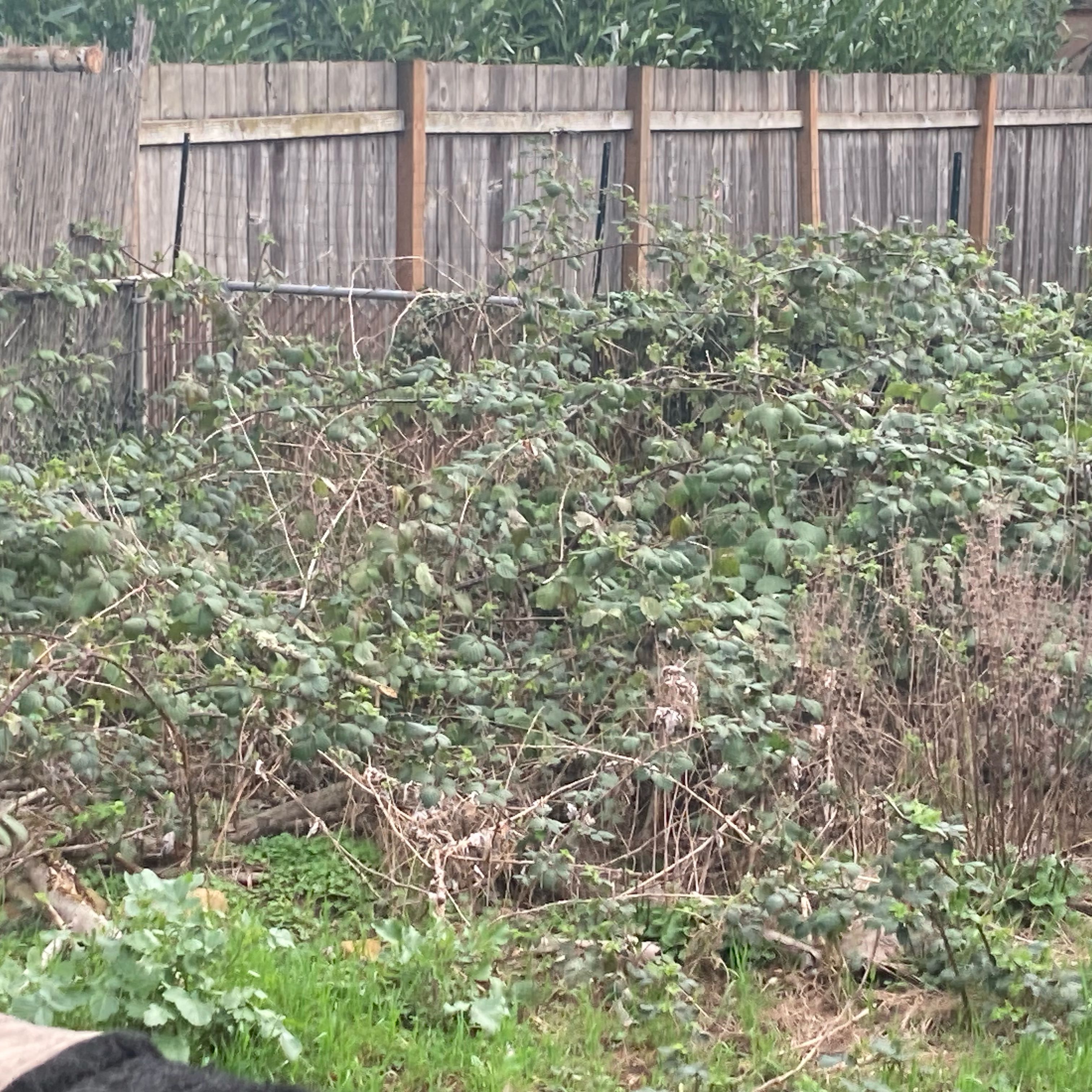 Photo of the plant species Blackberry by @DreamMachine named Blackberry Menace on Greg, the plant care app