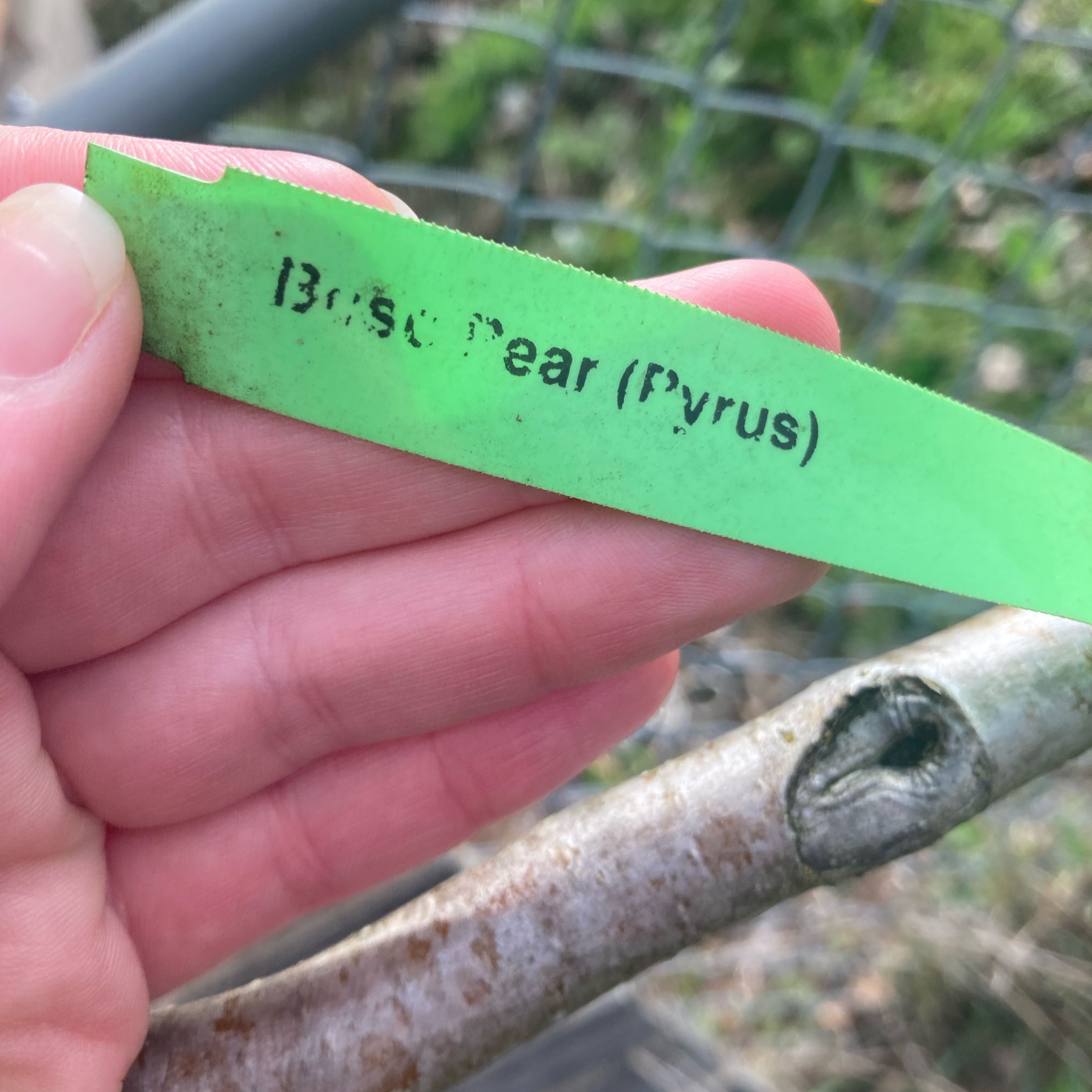 Photo of the plant species Bosc Pear by @DreamMachine named Ulysses S Plant on Greg, the plant care app