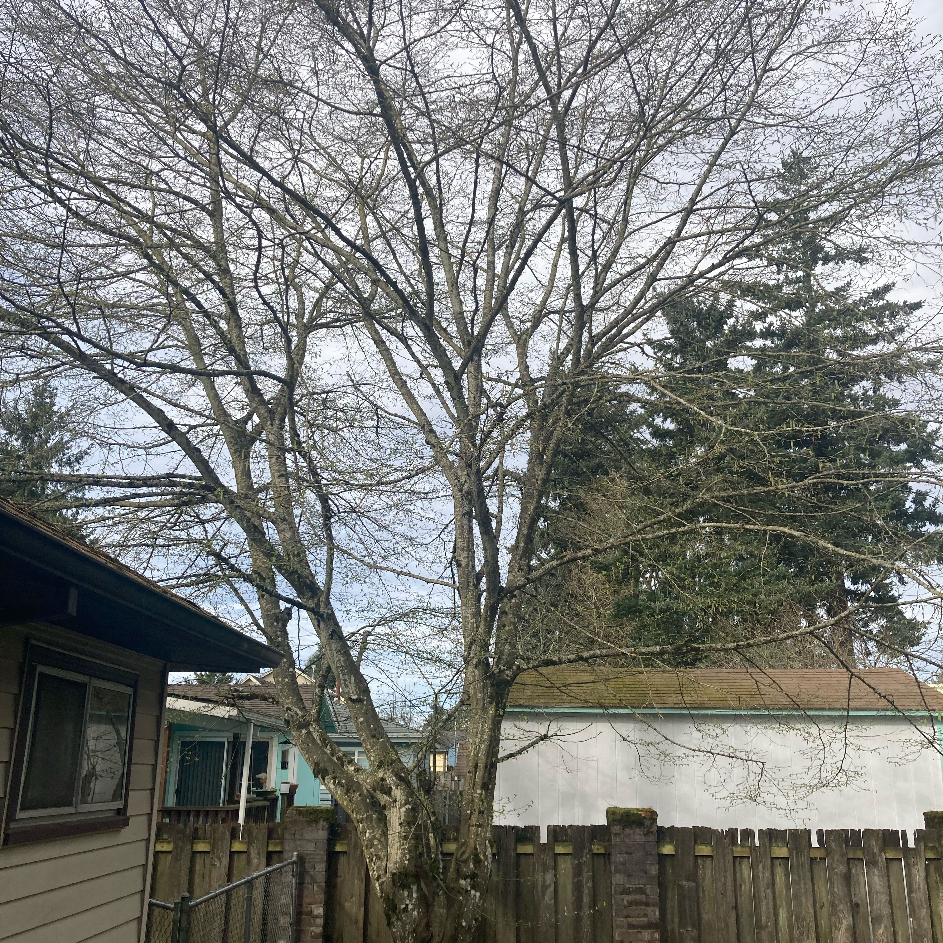 Photo of the plant species American Hornbeam by @DreamMachine named Carpinus caroliniana on Greg, the plant care app