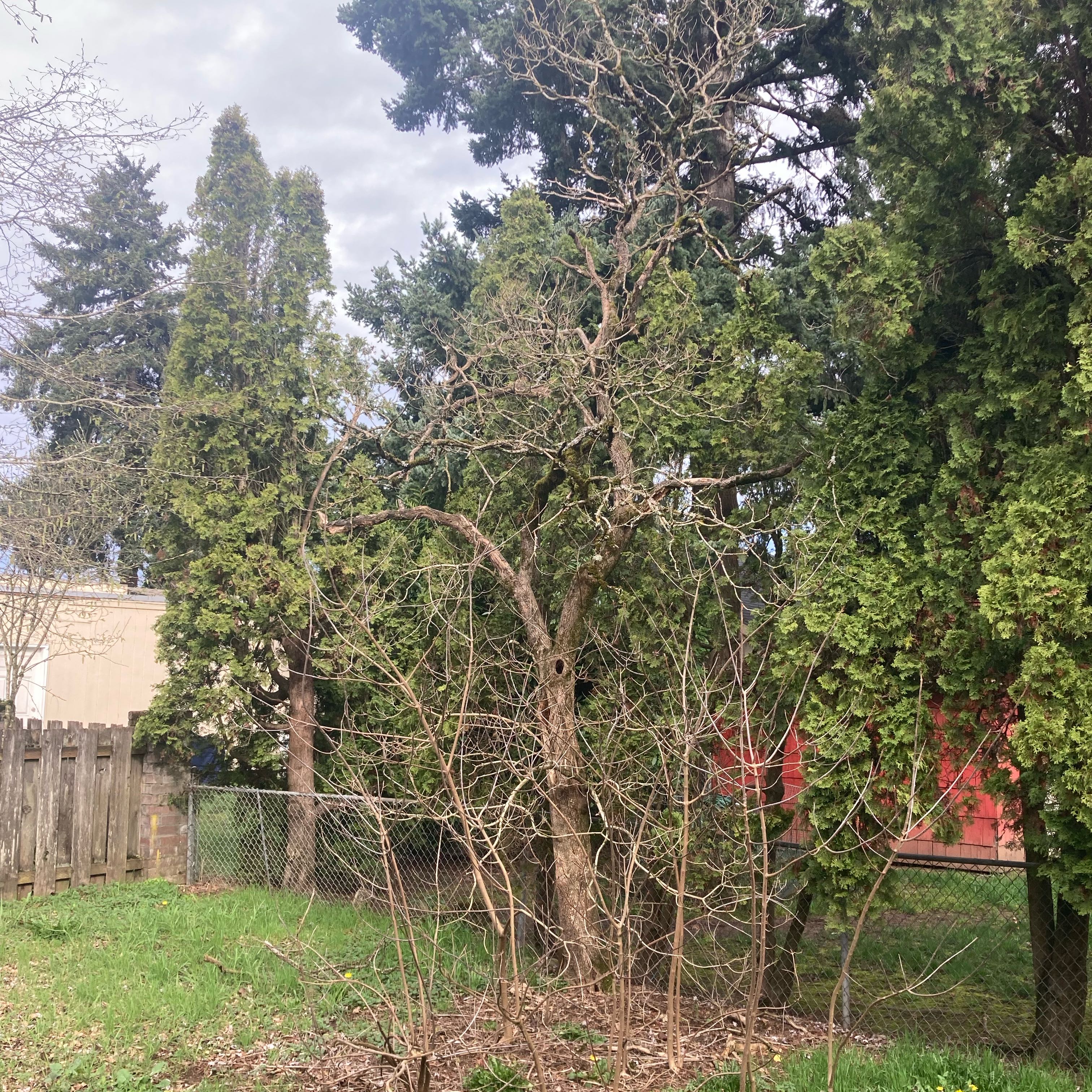 Photo of the plant species Peanut Butter Tree by @DreamMachine named Foxxy on Greg, the plant care app