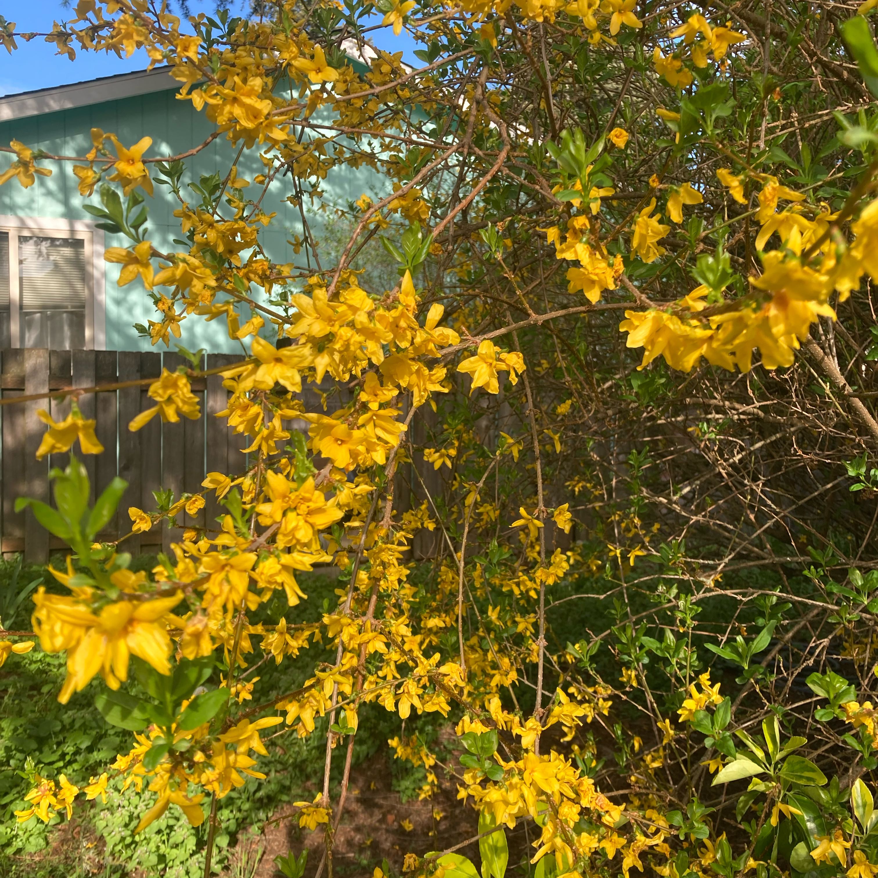 Photo of the plant species Border Forsythia by @DreamMachine named Forsythia on Greg, the plant care app