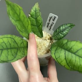 Photo of the plant species Hoya Finlaysonii by @DreamMachine named ‘Snow Splash’ on Greg, the plant care app