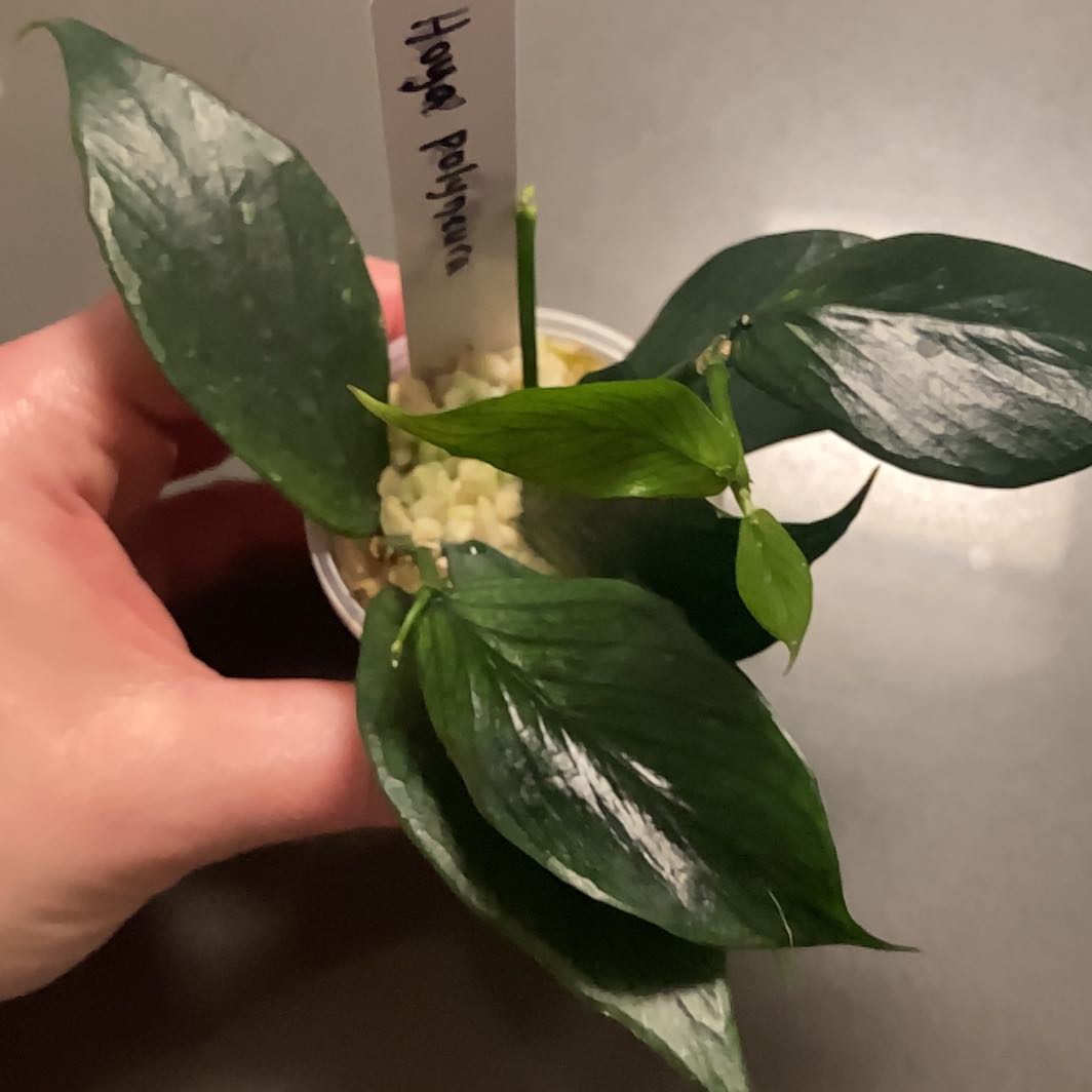Photo of the plant species Hoya polyneura 'Jasminika' by @DreamMachine named Hoya Polyneura on Greg, the plant care app