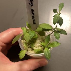Photo of the plant species Hoya microdwarf NS12-323 by @DreamMachine named Hoya Microdwarf on Greg, the plant care app
