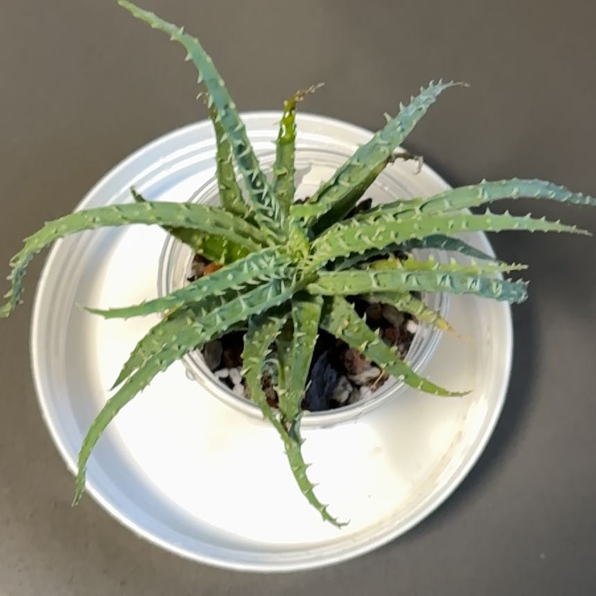 Photo of the plant species Hedgehog Aloe by @DreamMachine named Spider Aloe on Greg, the plant care app