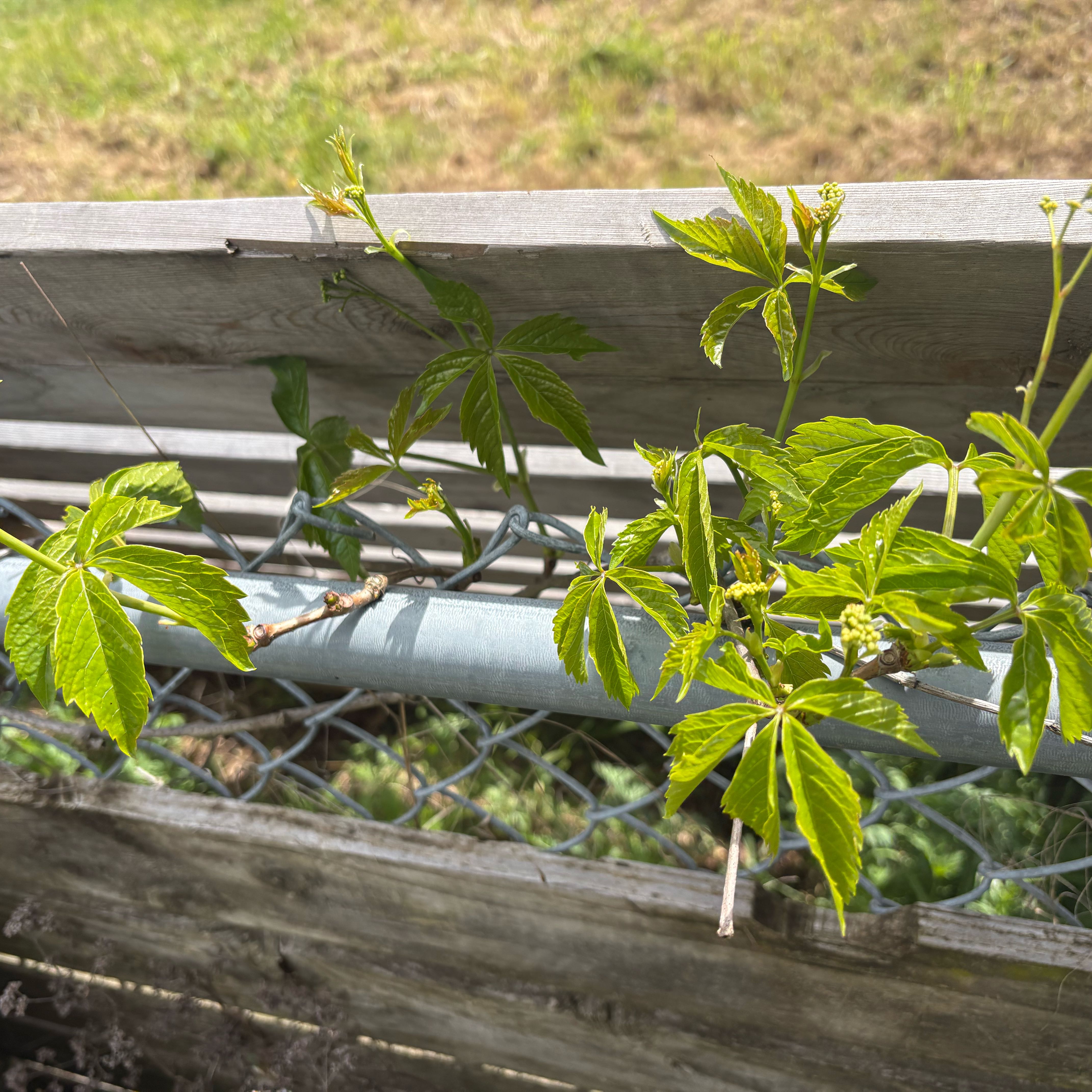 Photo of the plant species Virginia Creeper by @DreamMachine named Virginia creeper on Greg, the plant care app