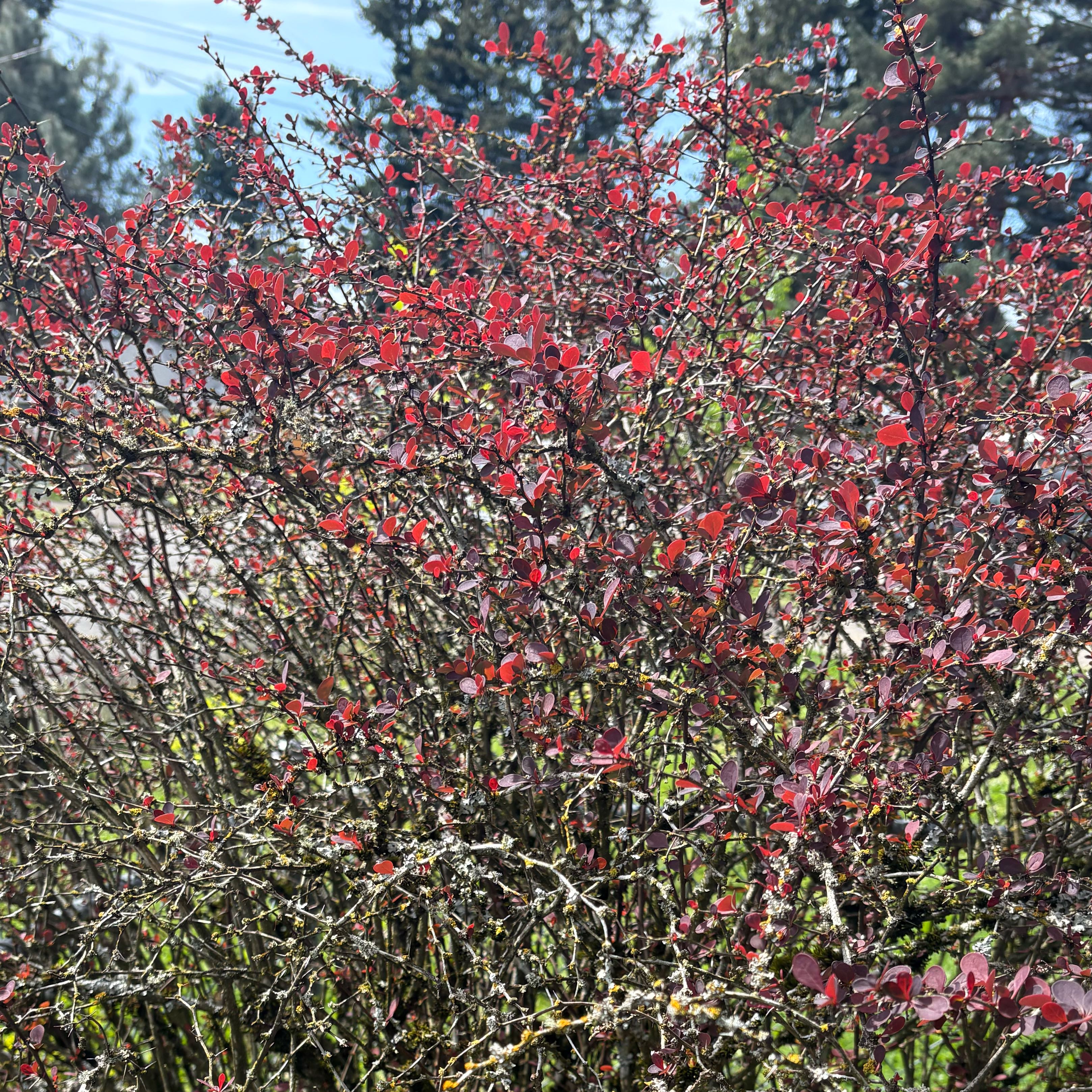 Photo of the plant species Japanese Barberry by @DreamMachine named Japanese Barberry on Greg, the plant care app