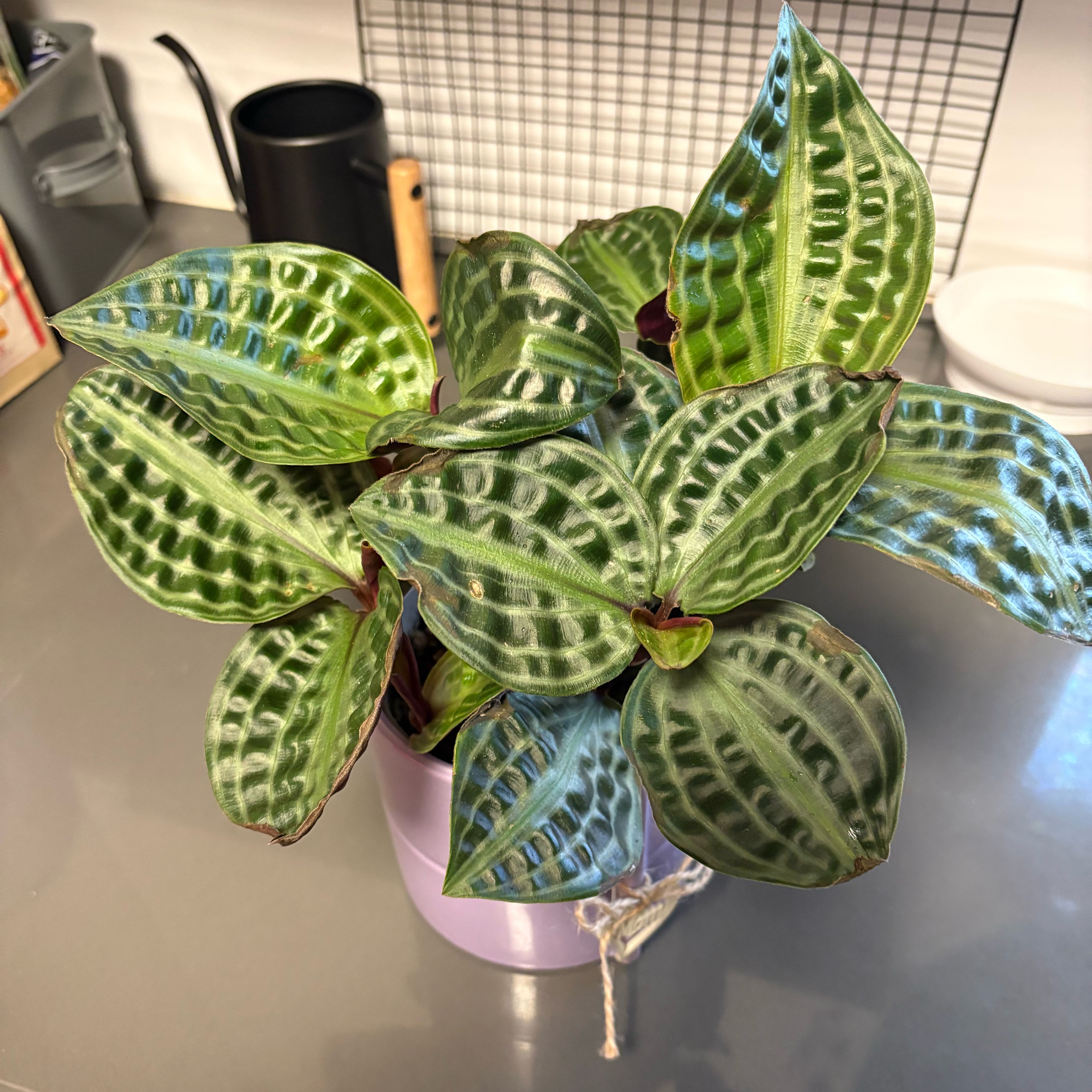 Photo of the plant species Jungle diva 'Roxie' by @DreamMachine named Morgan Treeman on Greg, the plant care app