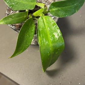 Photo of the plant species Philodendron Ruizii by @DreamMachine named Prince on Greg, the plant care app