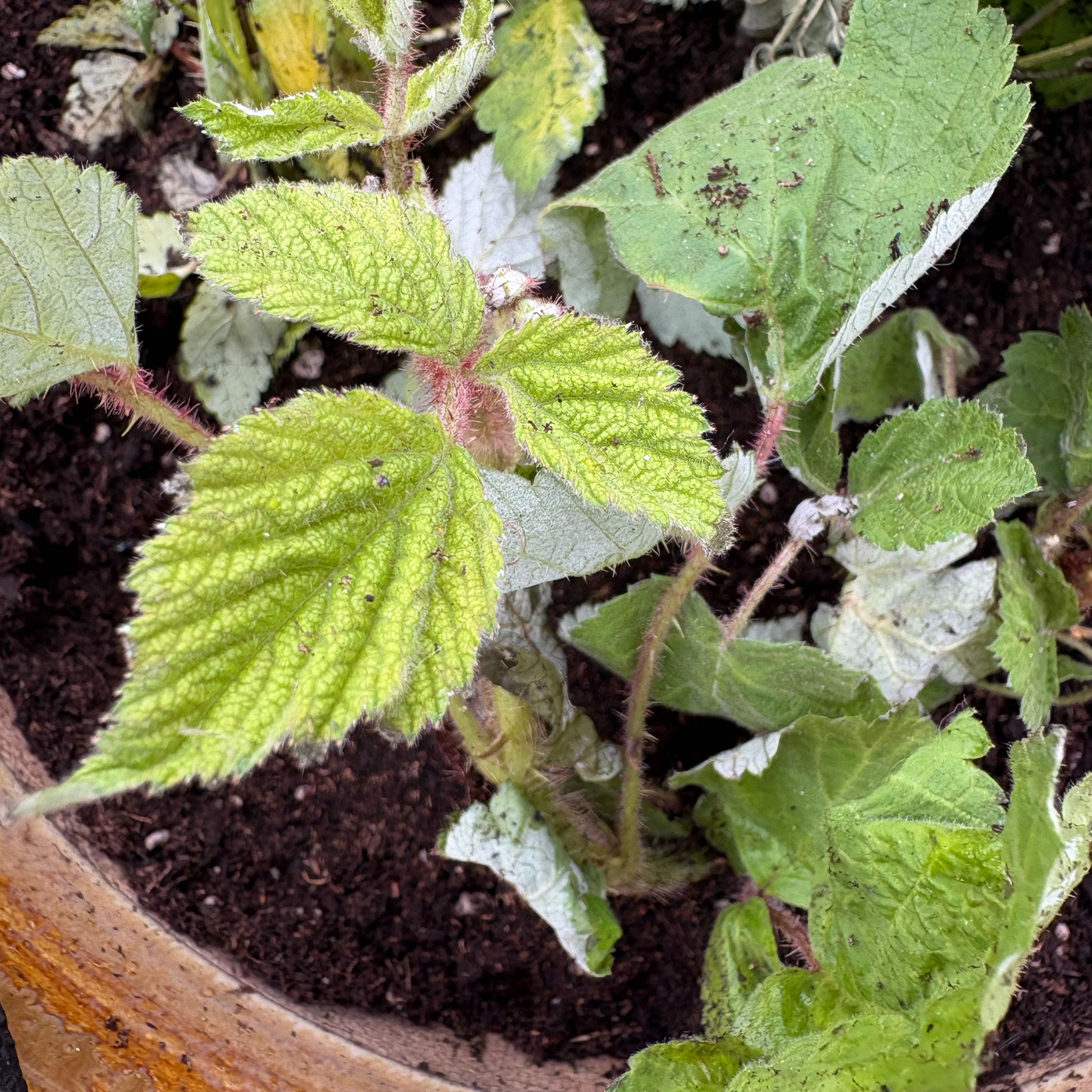 Photo of the plant species Wine Raspberry by @DreamMachine named Ronaldo on Greg, the plant care app