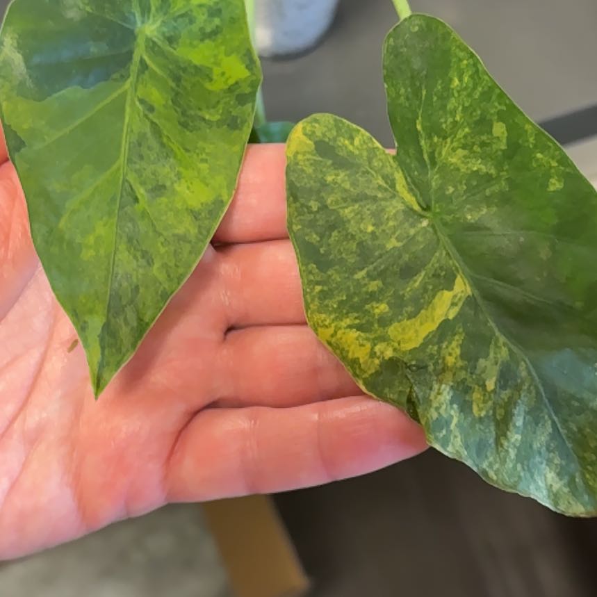 Photo of the plant species Variagated Odora Aurea by @DreamMachine named Alocasia aurea variegata on Greg, the plant care app