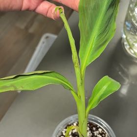 Photo of the plant species Red Banana by @DreamMachine named Aria on Greg, the plant care app