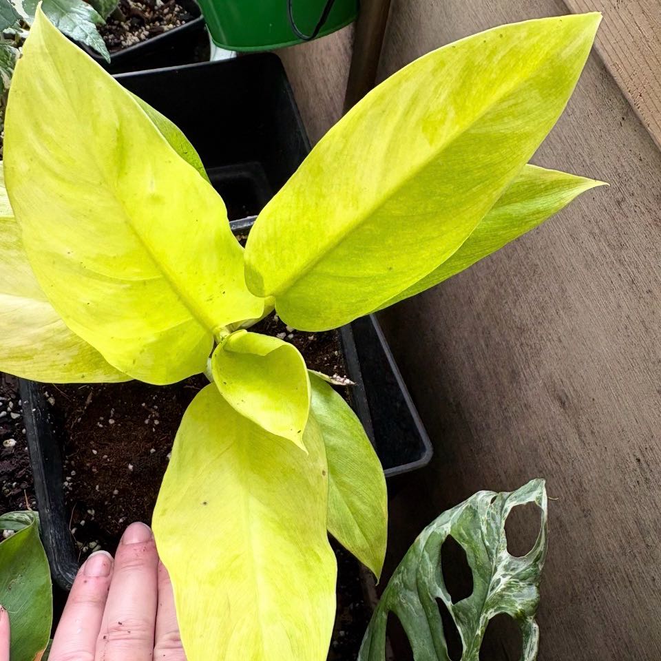 Photo of the plant species philodendron golden by @DreamMachine named Golden Goddess on Greg, the plant care app