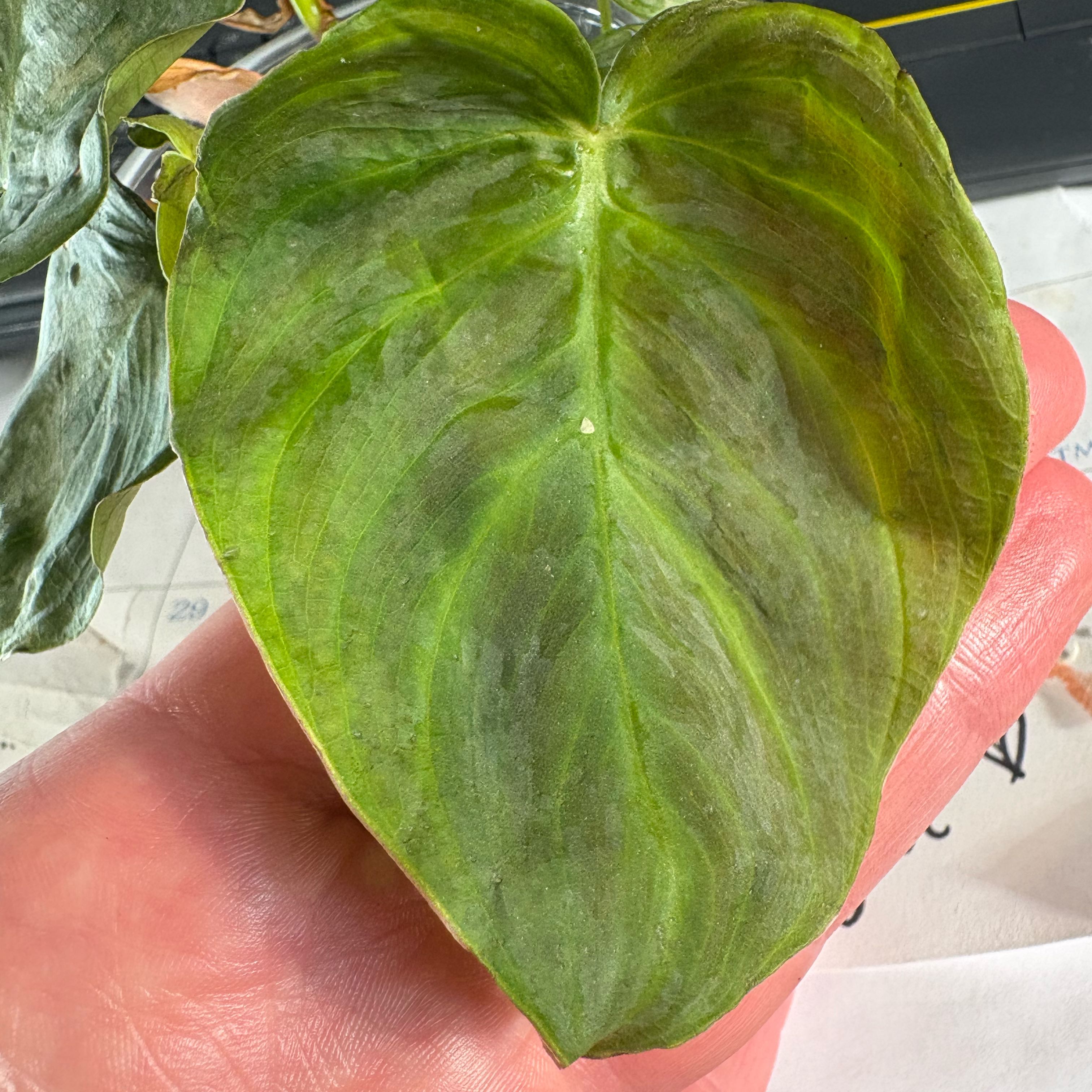 Photo of the plant species Philodendron 'Majestic' by @DreamMachine named Majestic on Greg, the plant care app
